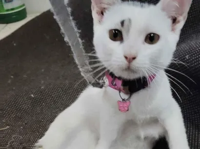 Gato raça Exótico idade 2 a 6 meses nome Zara