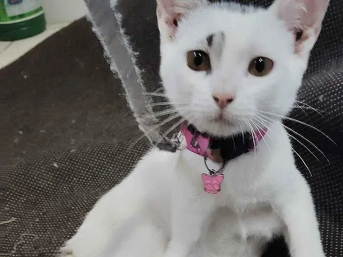 Gato raça Exótico idade 2 a 6 meses nome Zara