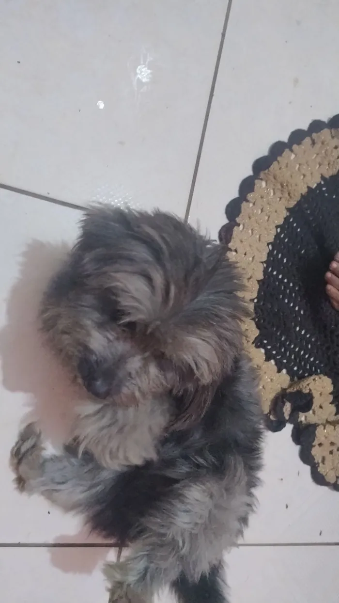 Cachorro raça Lhasa Apso idade 5 anos nome Bob