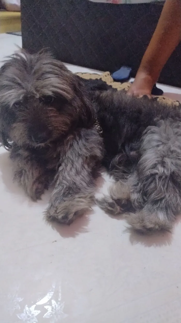 Cachorro raça Lhasa Apso idade 5 anos nome Bob