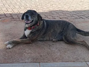 Cachorro raça SRD-ViraLata idade 5 anos nome Pandora