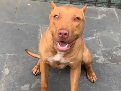 Cachorro raça Pit-Bull idade 3 anos nome wanda