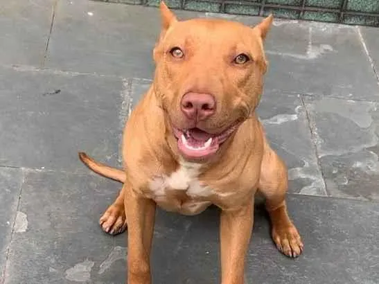 Cachorro raça Pit-Bull idade 3 anos nome wanda