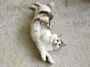 Gato raça SRD-ViraLata idade 4 anos nome Nina