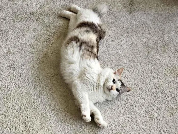 Gato raça SRD-ViraLata idade 4 anos nome Nina