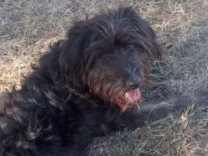 Cachorro raça SRD-ViraLata idade 1 ano nome trovão 