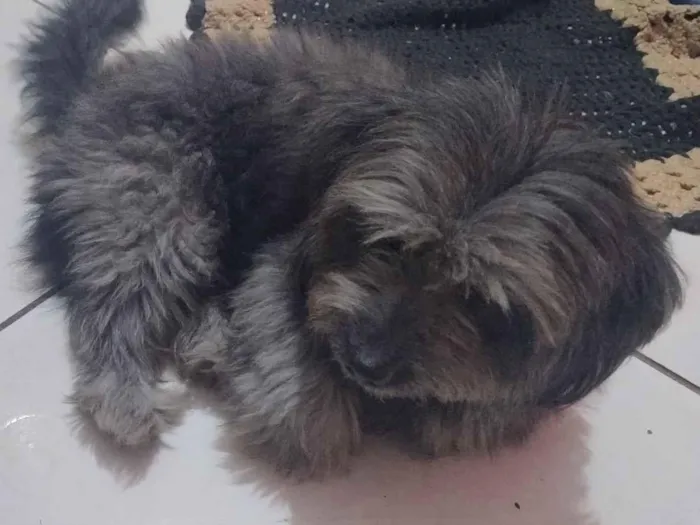 Cachorro raça Lhasa Apso idade 5 anos nome Bob