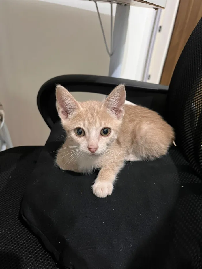 Gato raça SRD-ViraLata idade 2 a 6 meses nome amarelinho