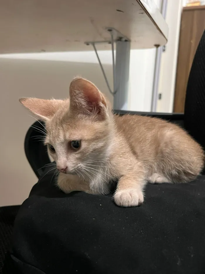 Gato raça SRD-ViraLata idade 2 a 6 meses nome amarelinho