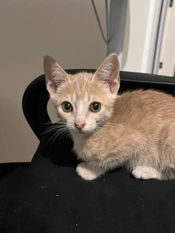 Gato raça SRD-ViraLata idade 2 a 6 meses nome amarelinho