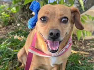 Cachorro raça SRD-ViraLata idade 4 anos nome Carmela 