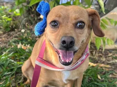 Cachorro raça SRD-ViraLata idade 4 anos nome Carmela 