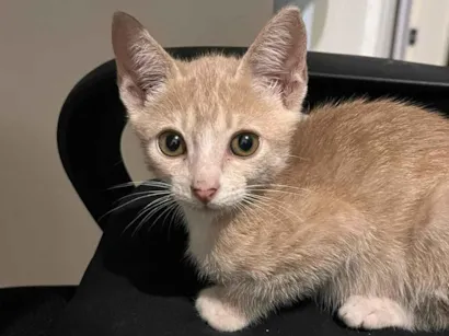 Gato raça SRD-ViraLata idade 2 a 6 meses nome amarelinho