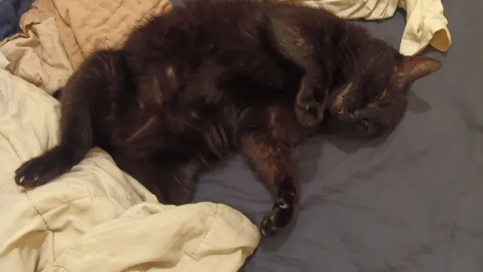 Gato raça SRD-ViraLata idade 4 anos nome Pittinho