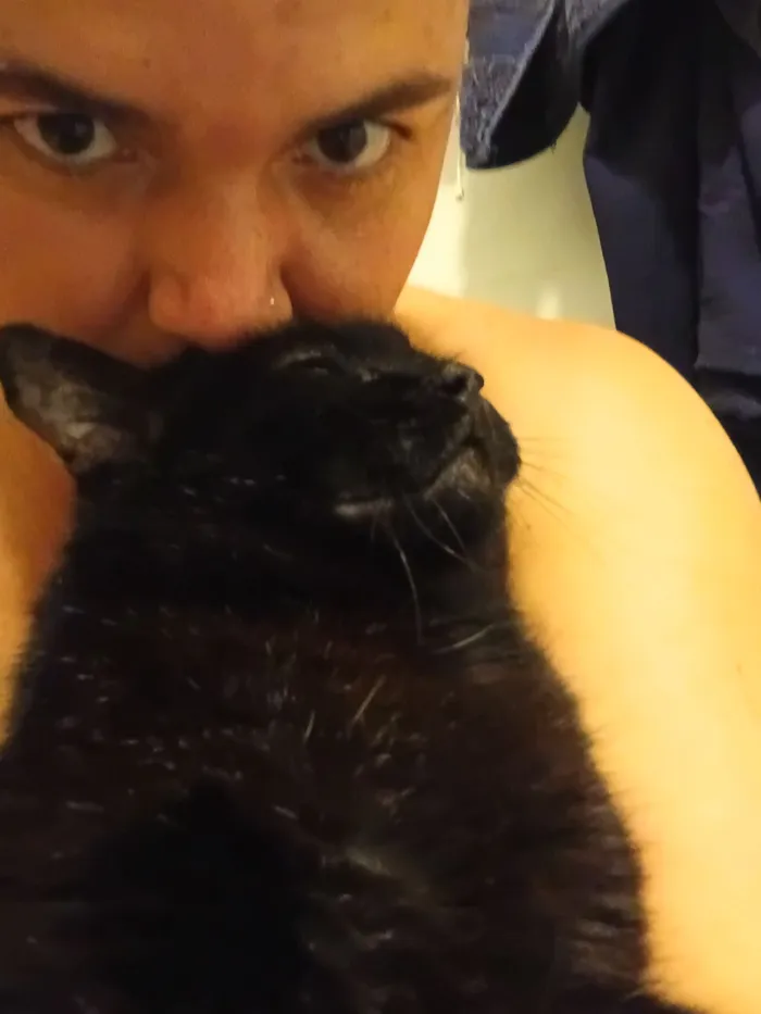 Gato raça SRD-ViraLata idade 4 anos nome Pittinho