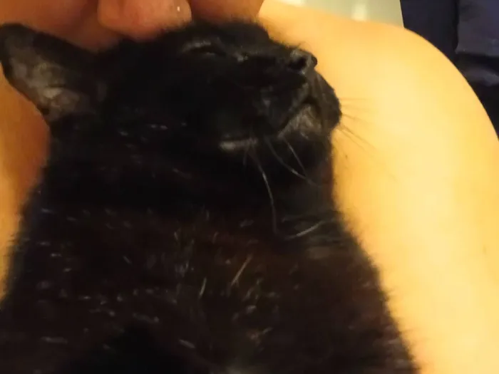 Gato raça SRD-ViraLata idade 4 anos nome Pittinho