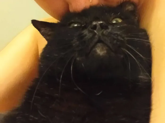 Gato raça SRD-ViraLata idade 4 anos nome Pittinho