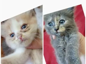 Gato raça SRD-ViraLata idade Abaixo de 2 meses nome cinza , bege