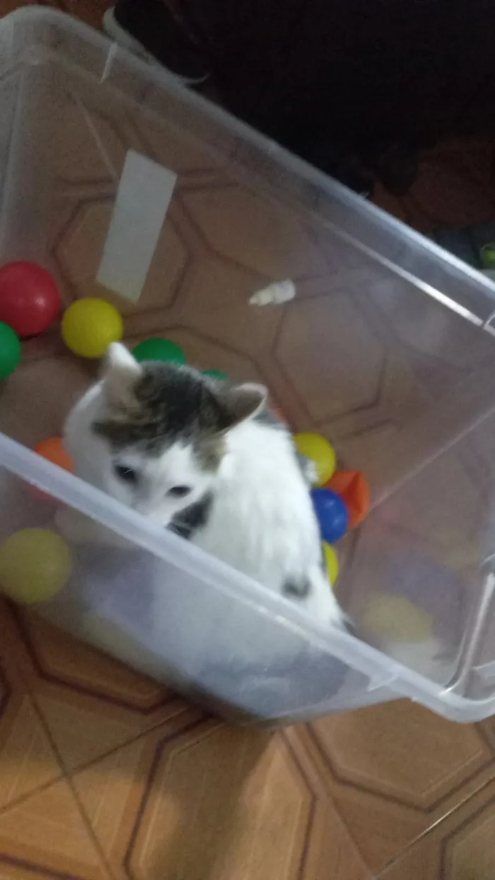 Gato raça SRD-ViraLata idade 1 ano nome Mingau