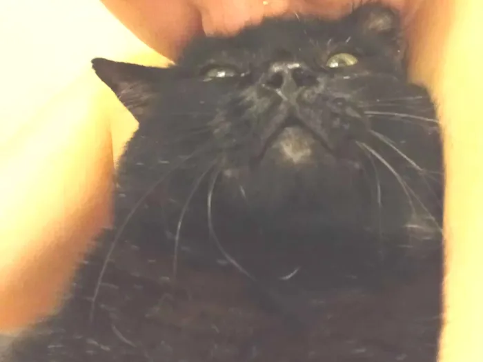 Gato raça SRD-ViraLata idade 4 anos nome Pittinho