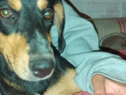 Cachorro raça SRD-ViraLata idade 7 a 11 meses nome pretinha