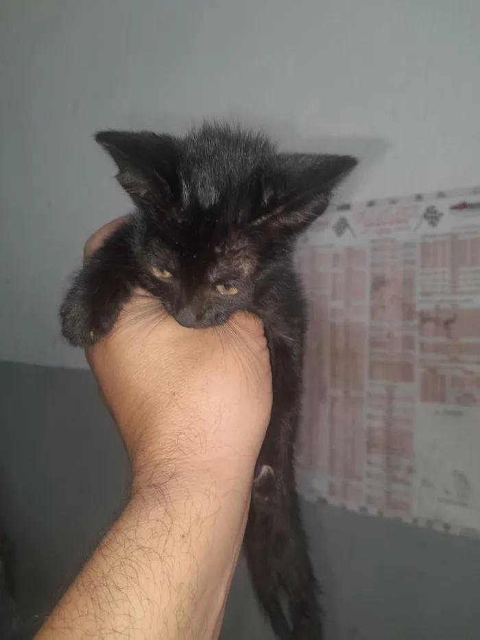 Gato raça SRD-ViraLata idade Abaixo de 2 meses nome Não tem nome