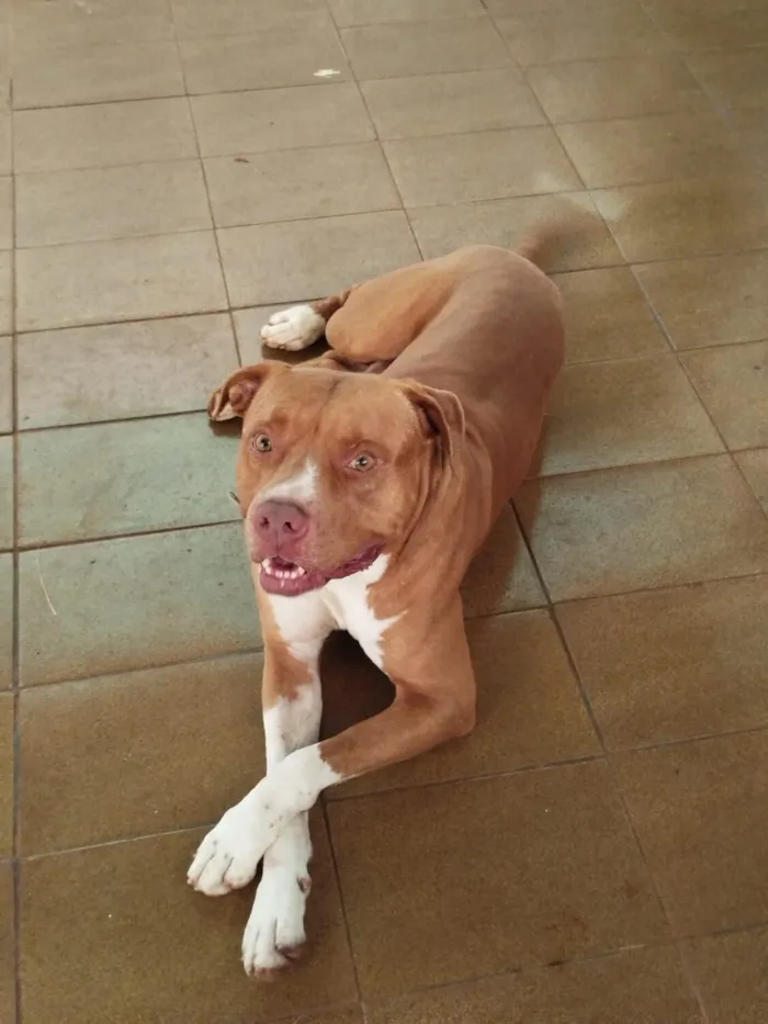 Cachorro raça Pit-Bull idade 1 ano nome Zeus