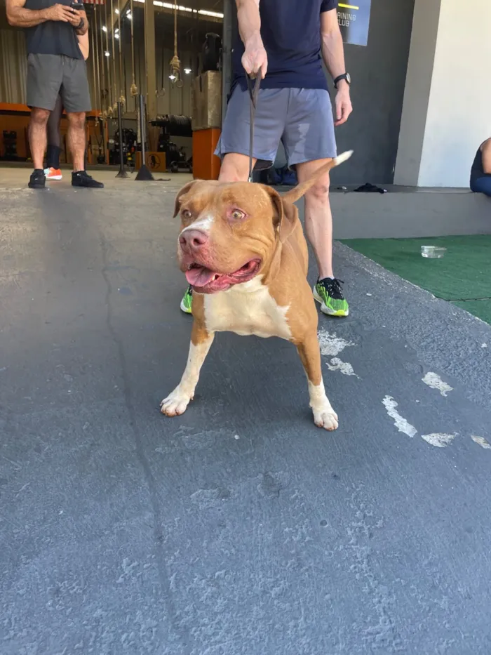 Cachorro raça Pit-Bull idade 1 ano nome Zeus