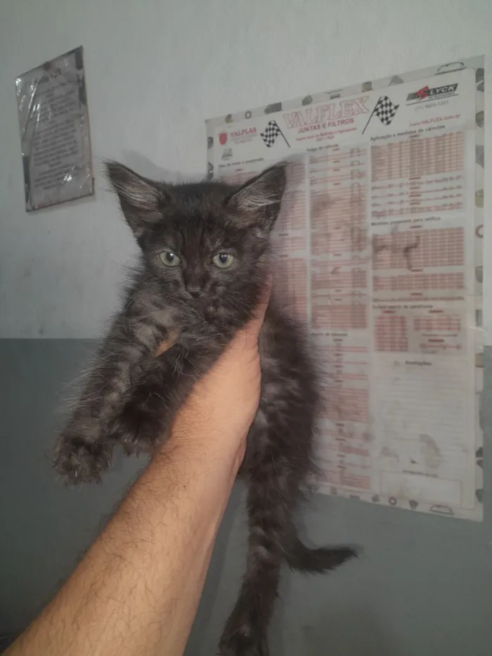 Gato raça SRD-ViraLata idade Abaixo de 2 meses nome filhotes