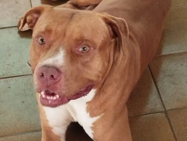 Cachorro raça Pit-Bull idade 1 ano nome Zeus