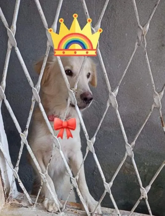 Cachorro raça SRD-ViraLata idade 4 anos nome Marlon 