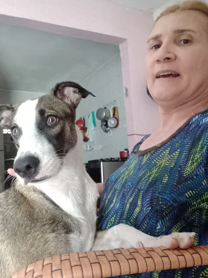 Cachorro raça SRD-ViraLata idade 3 anos nome nega