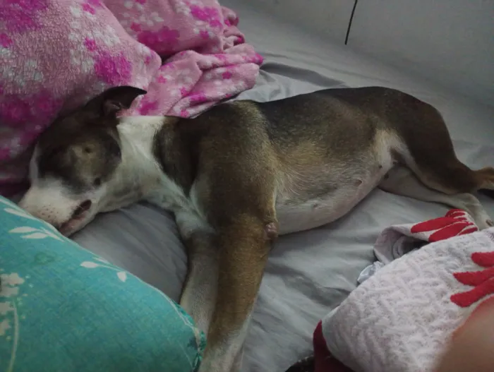 Cachorro raça SRD-ViraLata idade 3 anos nome nega