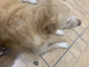 Cachorro raça Lhasa Apso idade 5 anos nome Maique 