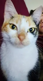 Gato raça SRD-ViraLata idade 3 anos nome docinho