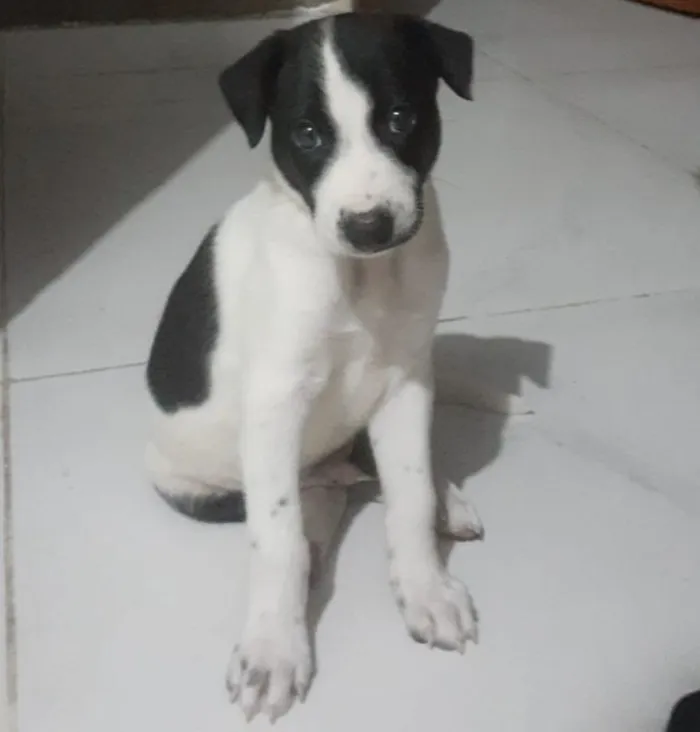 Cachorro raça SRD-ViraLata idade Abaixo de 2 meses nome Max