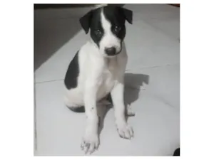 Cachorro raça SRD-ViraLata idade Abaixo de 2 meses nome Max