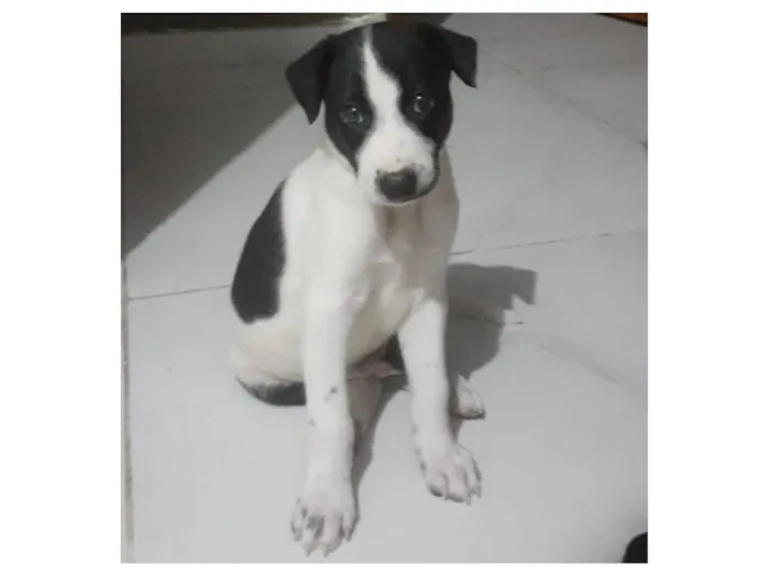 Cachorro raça SRD-ViraLata idade Abaixo de 2 meses nome Max