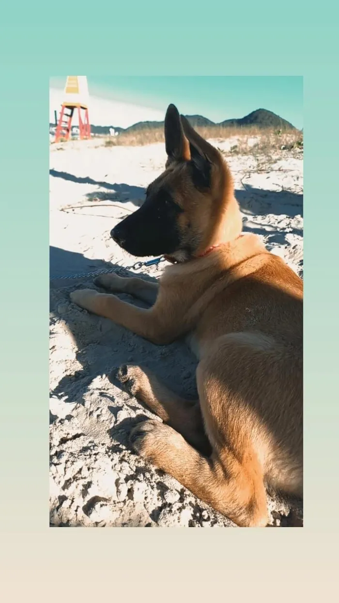 Cachorro raça Pastor Alemão idade 3 anos nome Bolt 