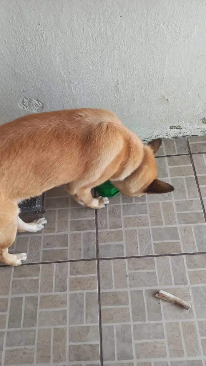 Cachorro raça Pastor Alemão idade 3 anos nome Bolt 