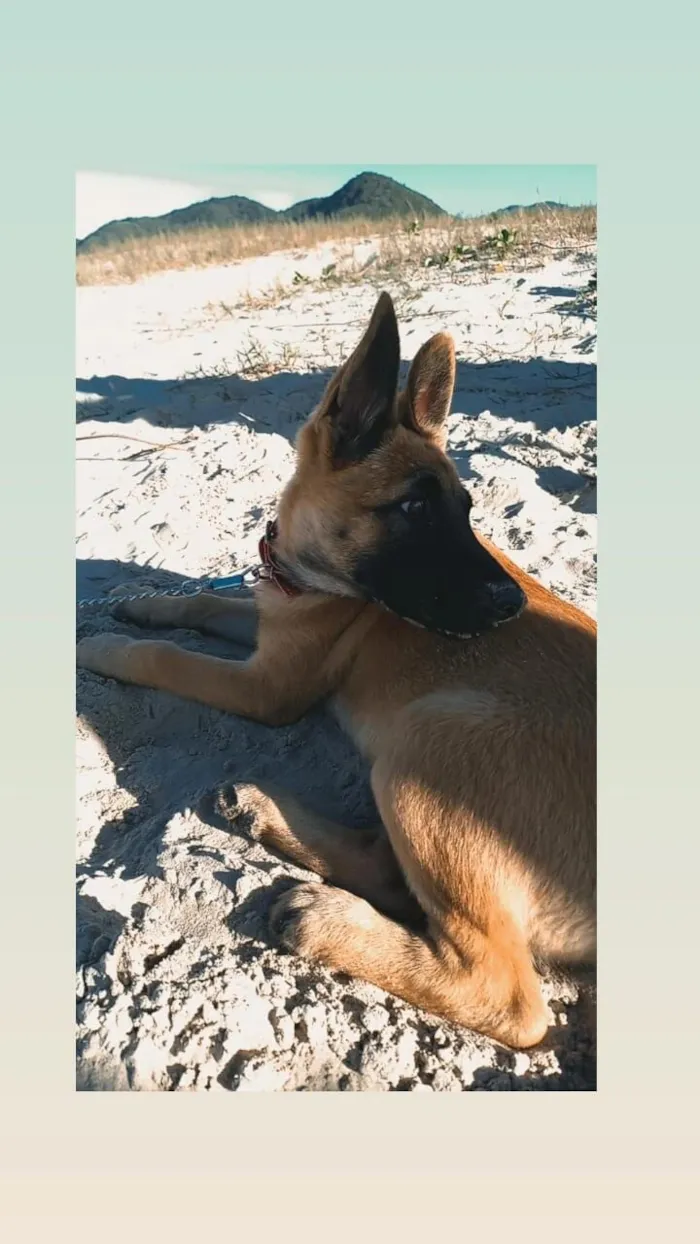 Cachorro raça Pastor Alemão idade 3 anos nome Bolt 