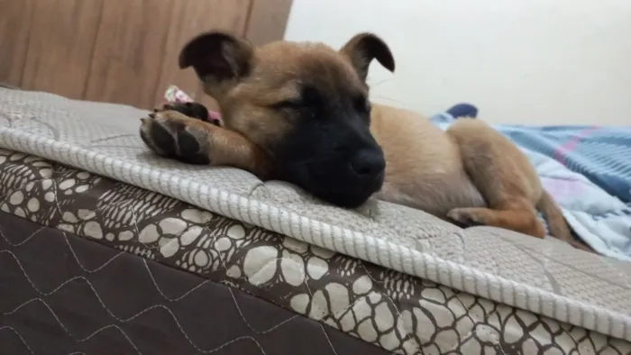 Cachorro raça Pastor Alemão idade 3 anos nome Bolt 