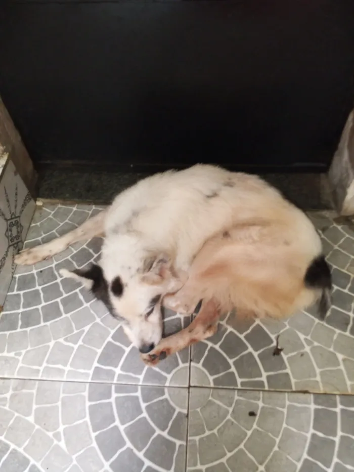 Cachorro raça SRD-ViraLata idade 3 anos nome Pirata 