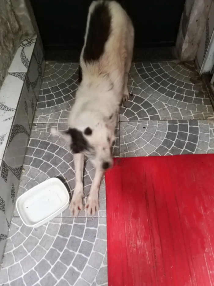 Cachorro raça SRD-ViraLata idade 3 anos nome Pirata 