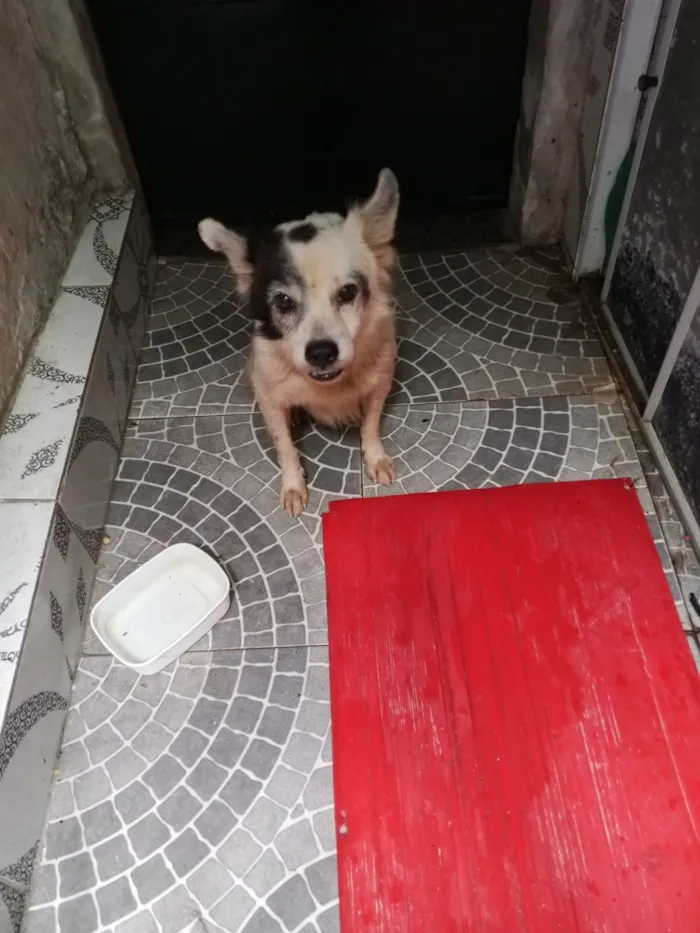 Cachorro raça SRD-ViraLata idade 3 anos nome Pirata 