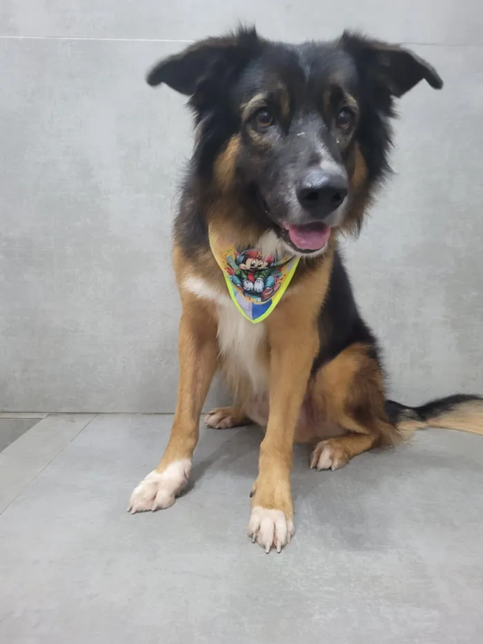 Cachorro raça Pastor Alemão idade 3 anos nome Leroy