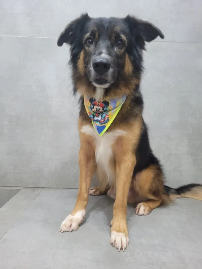 Cachorro raça Pastor Alemão idade 3 anos nome Leroy