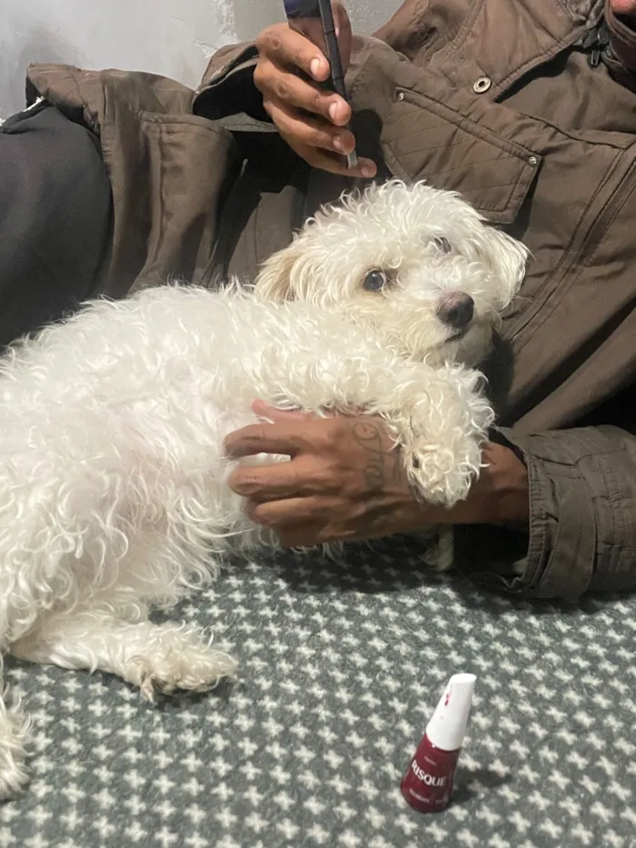 Cachorro raça SRD-ViraLata idade 2 a 6 meses nome maya 