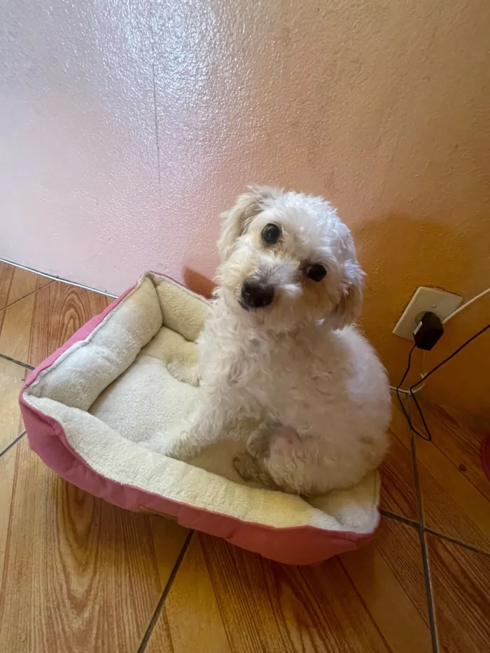 Cachorro raça SRD-ViraLata idade 2 a 6 meses nome maya 