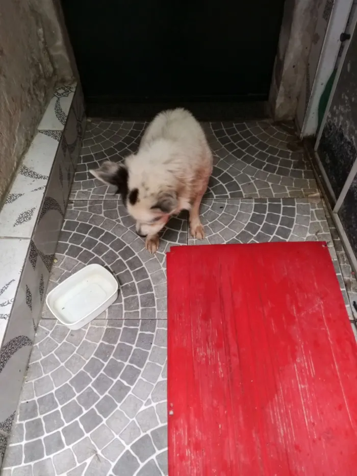 Cachorro raça SRD-ViraLata idade 3 anos nome Pirata 